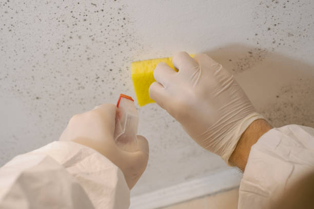 Mold Removal for HVAC Installations in New Berlinville, PA